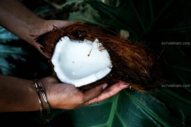 Kẹp tóc Giáng sinh 椰壳Coconut 7128, Phụ kiện tóc Giáng sinh, Đồ trang trí Giáng sinh, Quà tặng Giáng sinh, giá tốt
